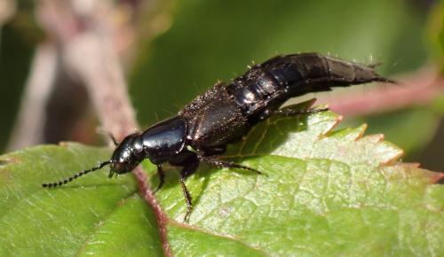 Philonthus splendens